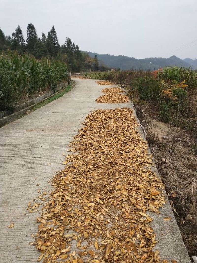 虎杖片