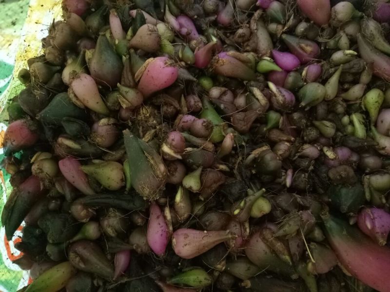 毛慈菇统货