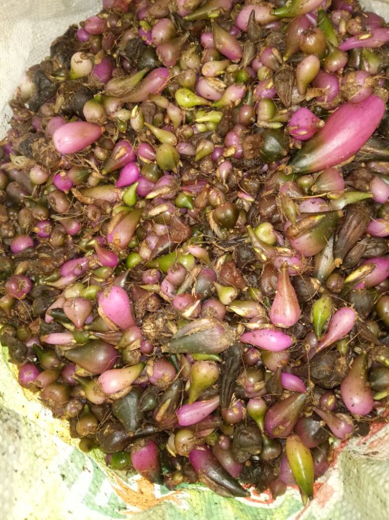 毛慈菇统货