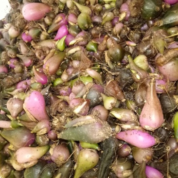 毛慈菇统货