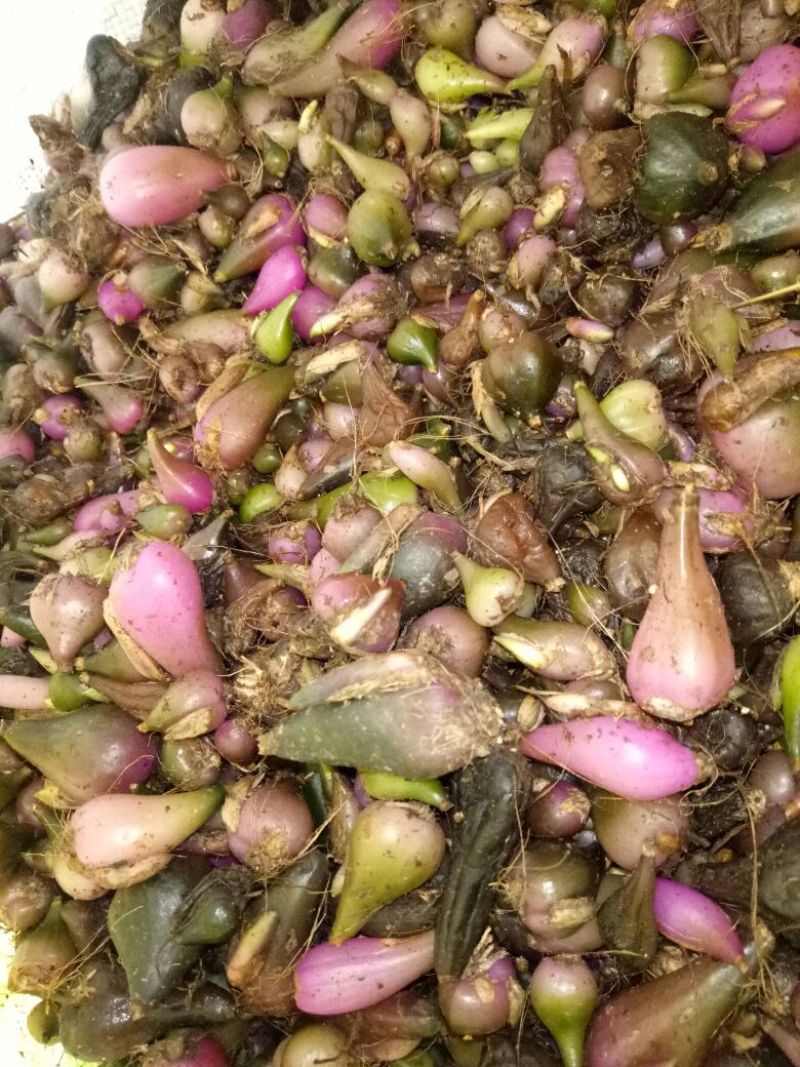 毛慈菇统货
