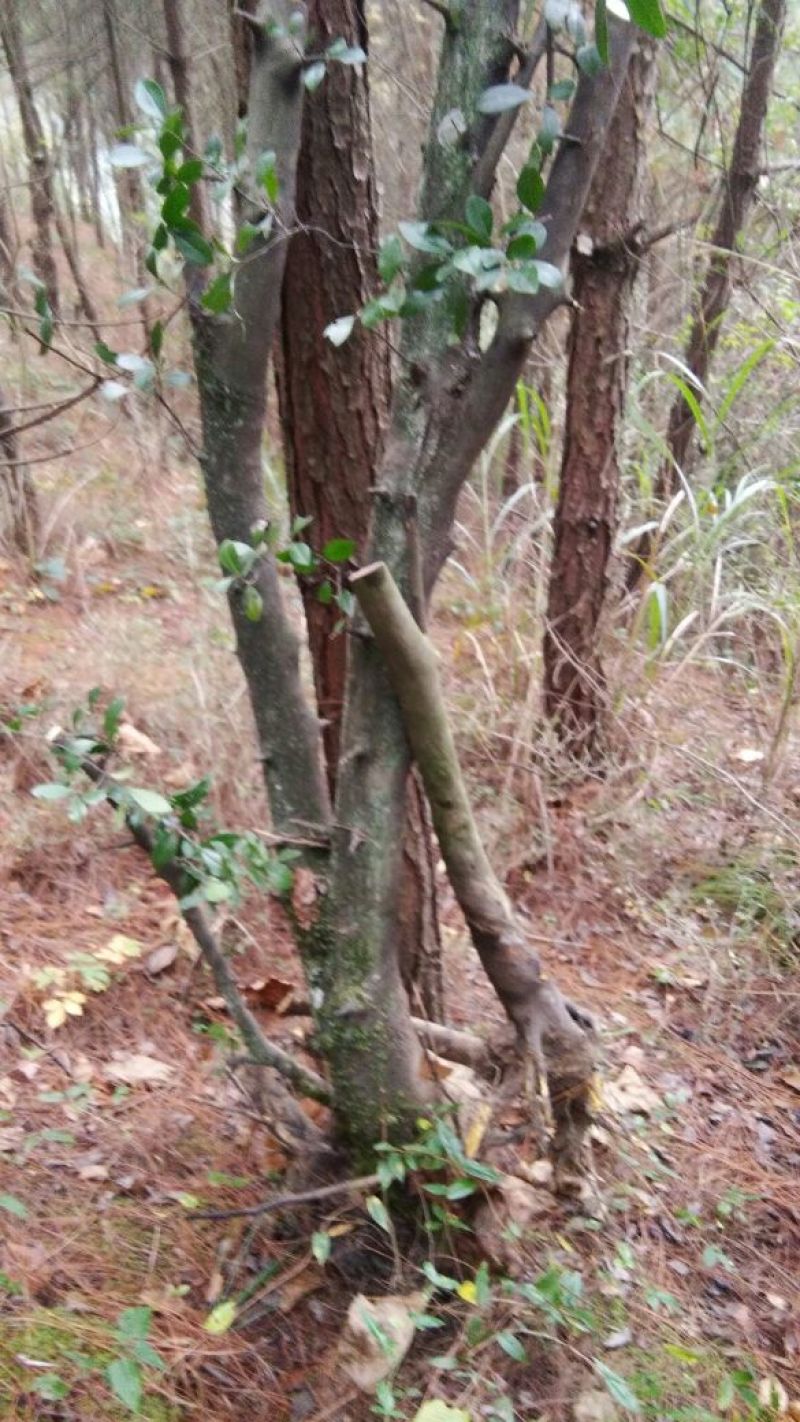 金弹子树桩