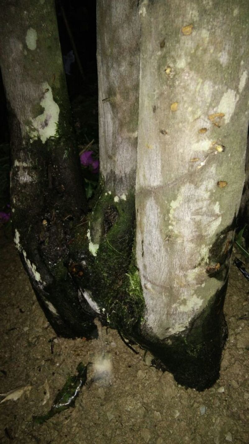 金弹子树桩