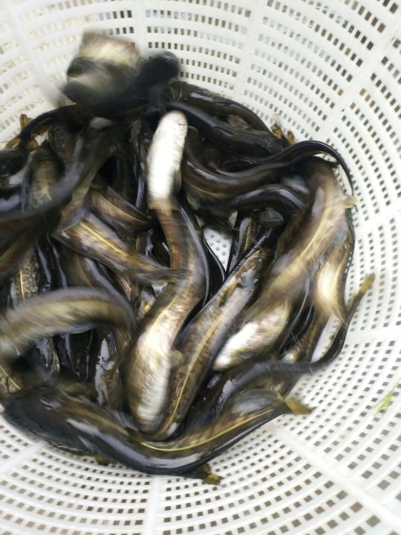 大口鲶苗，自家渔场养殖
