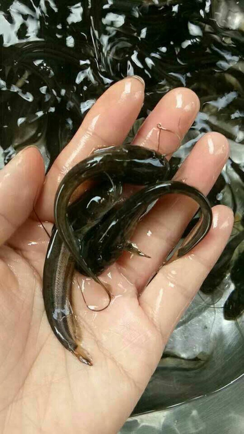 大口鲶苗，自家渔场养殖