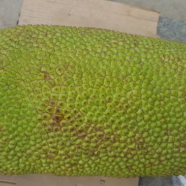 菠萝蜜23至30斤，，，，，，，，，，，，