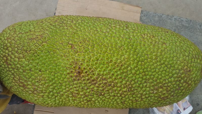 菠萝蜜23至30斤，，，，，，，，，，，，