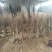 板栗苗优质板栗苗山东板栗苗培育基地板栗苗批发