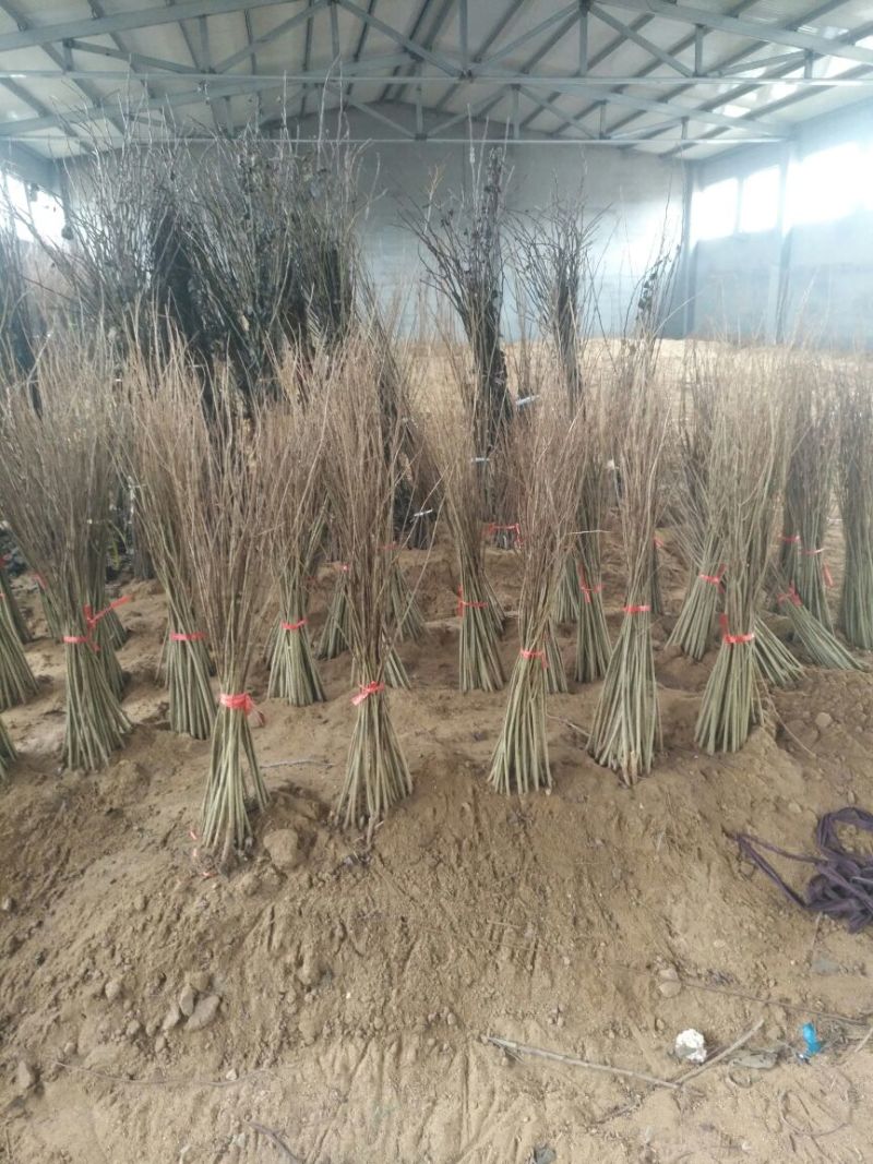 板栗苗优质板栗苗山东板栗苗培育基地板栗苗批发