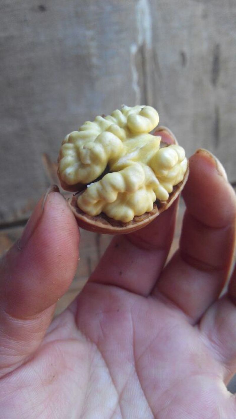 薄皮核桃去皮30~35mm干