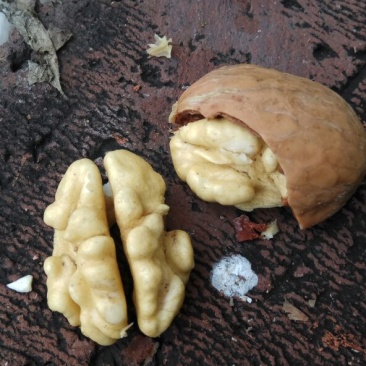 薄皮核桃去皮30~35mm干