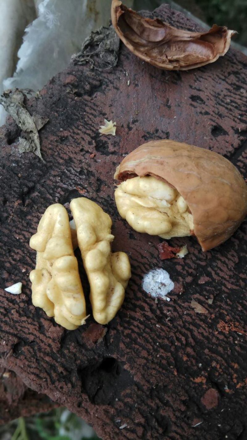 薄皮核桃去皮30~35mm干