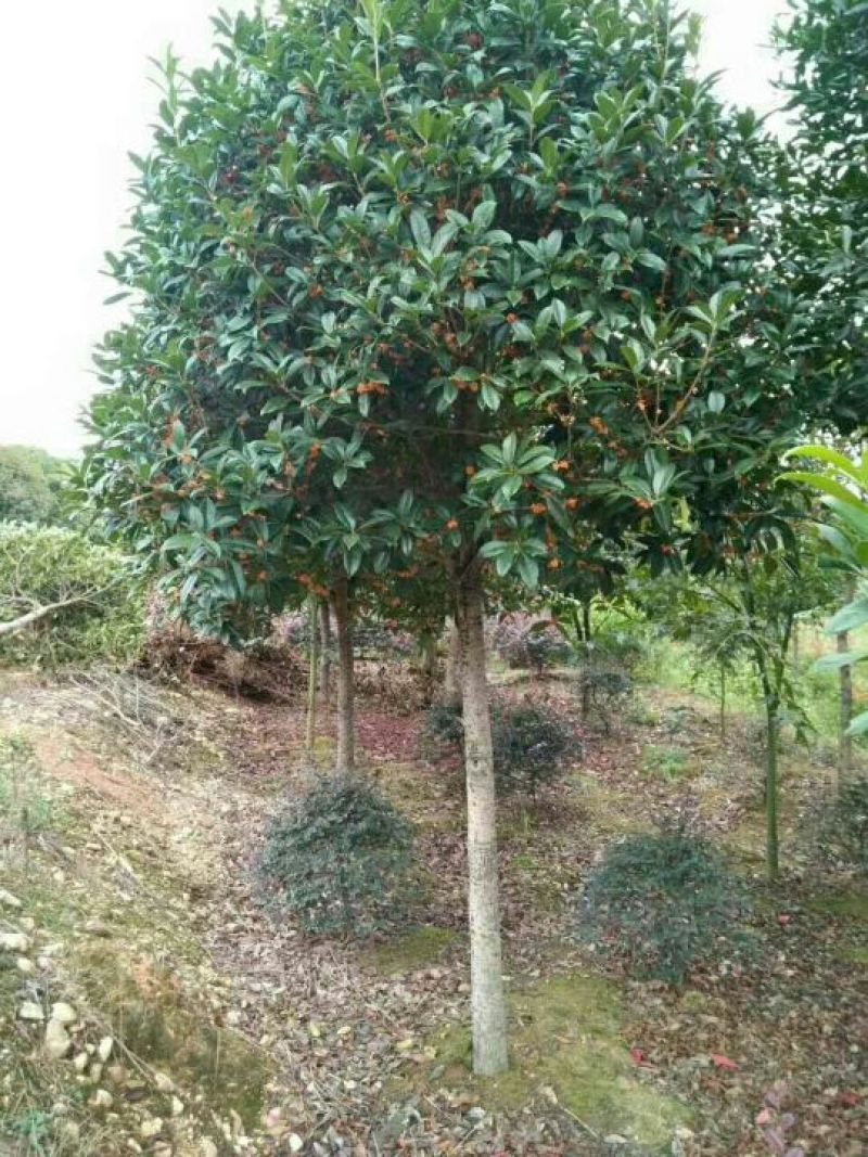 桂花树1~2米10~12cm2.5~3米