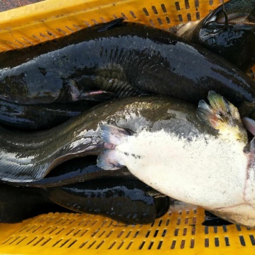 大口鲶食用