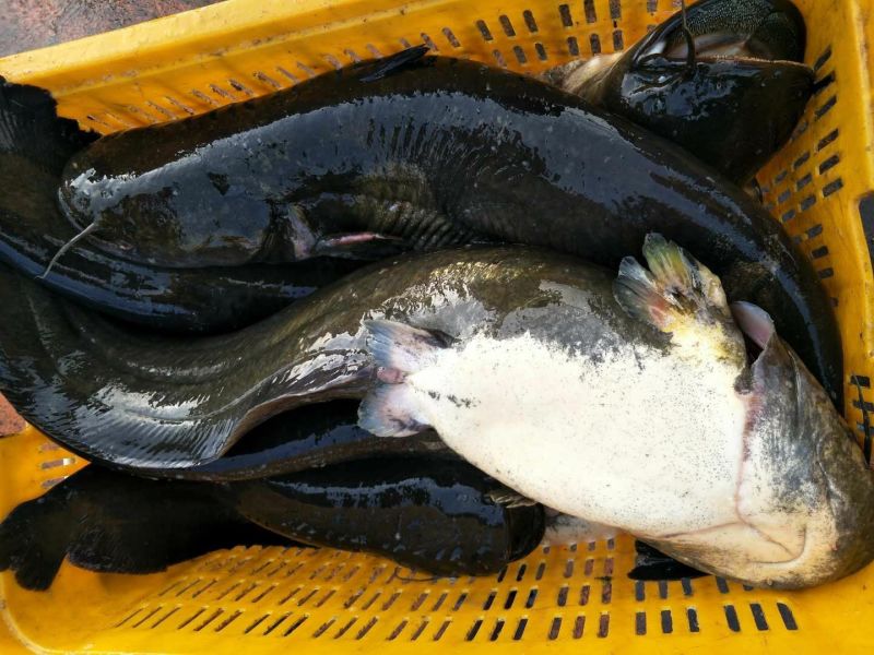 大口鲶食用