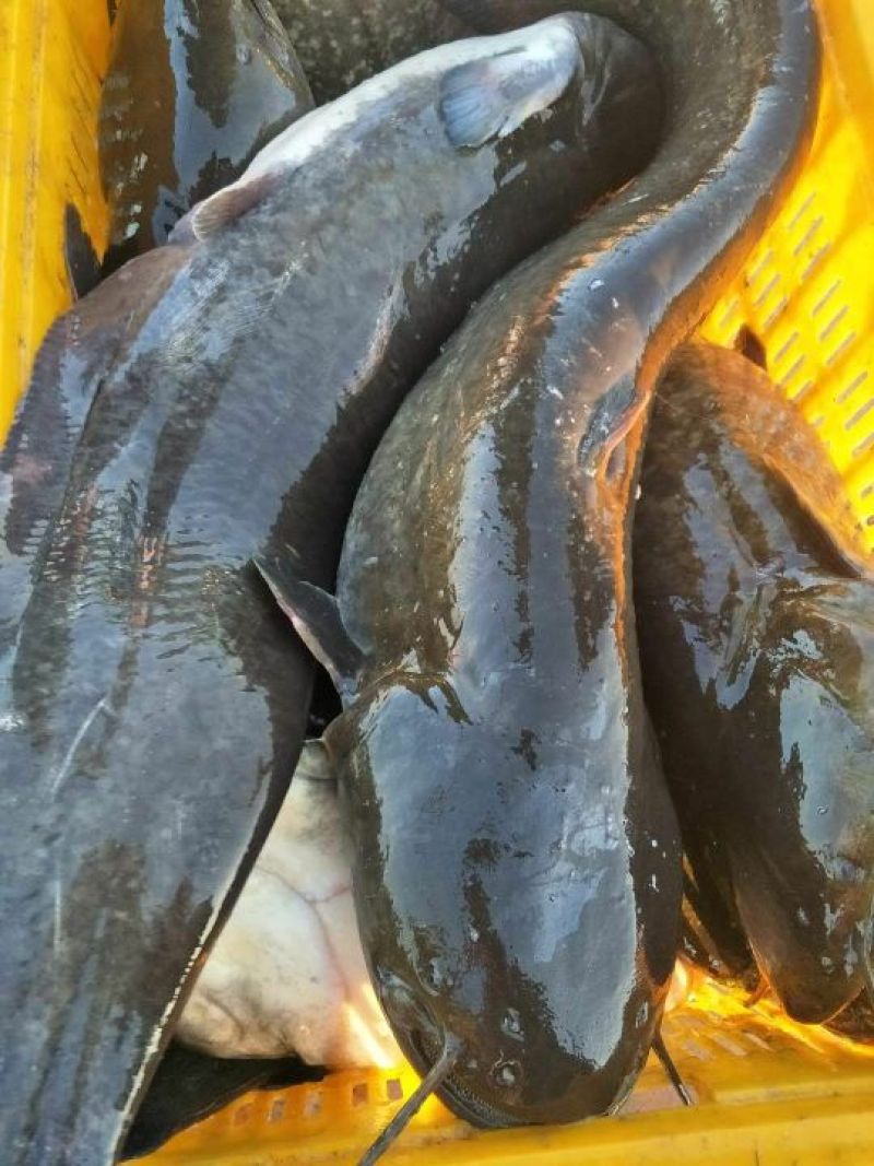 大口鲶食用
