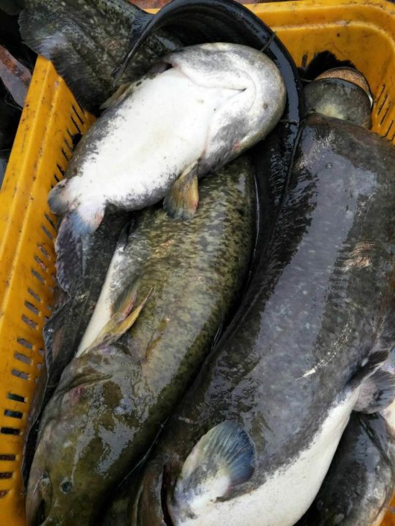 大口鲶食用