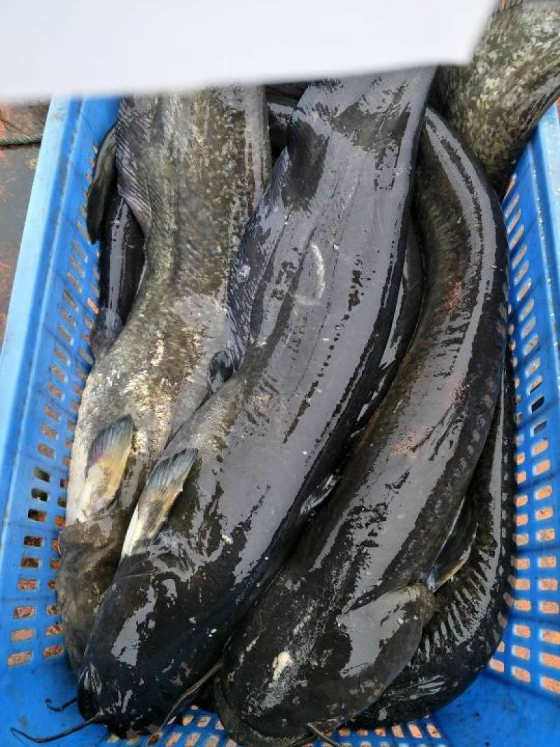 大口鲶食用