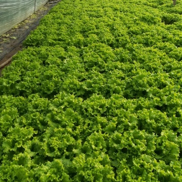 花叶生菜3两~4两