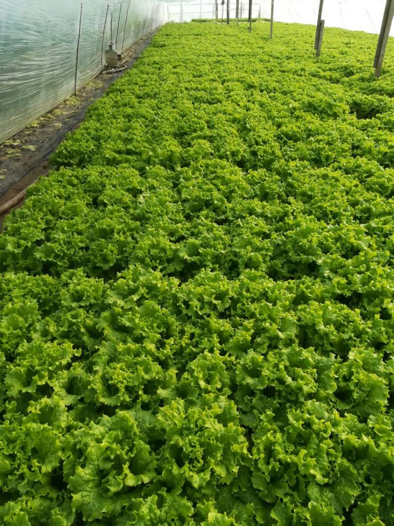 花叶生菜3两~4两