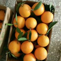 纽荷尔脐橙65~70mm