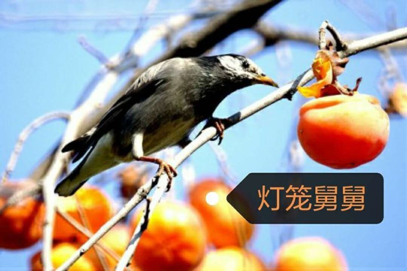 柿饼1~2两