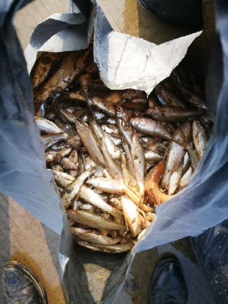 餐鲦鱼白条鱼，
