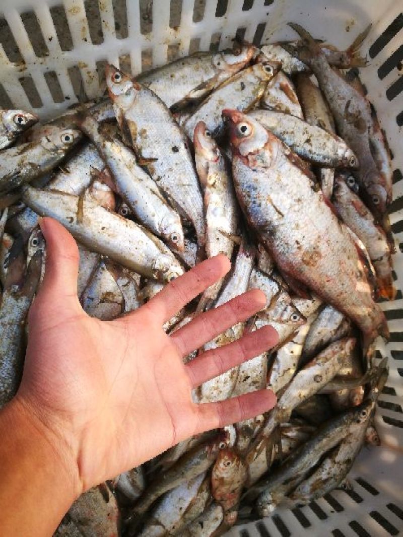 餐鲦鱼白条鱼，