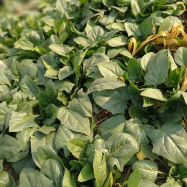 大叶菠菜15~20厘米