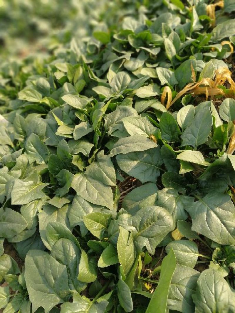 大叶菠菜15~20厘米