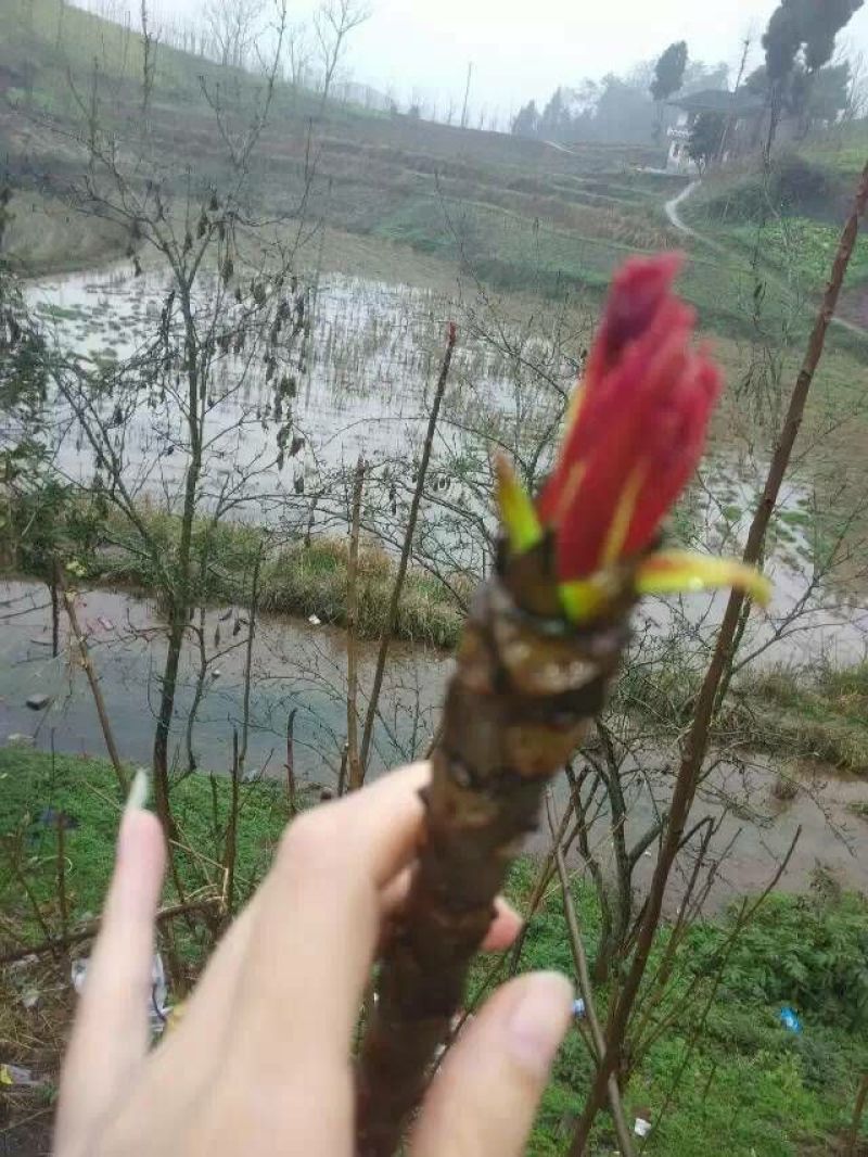 大竹香椿芽，二郎红香椿芽，精品香椿芽，红油香椿芽