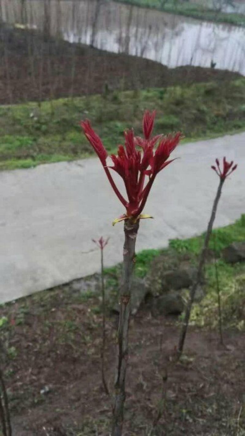 大竹优质二郎红香椿芽，红油香椿芽