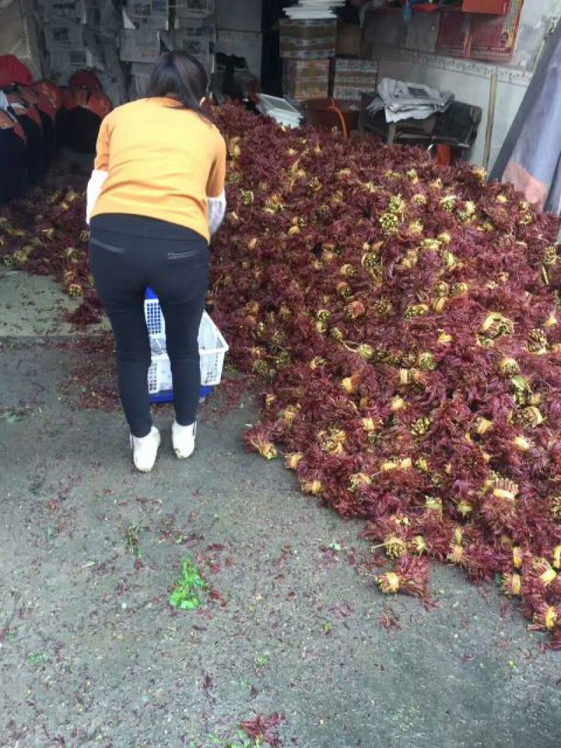 香椿苗，绿化苗，大棚苗