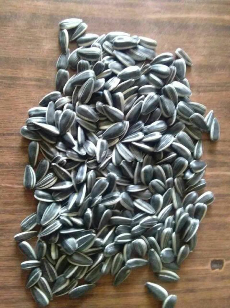 油葵150~200cm