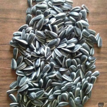 油葵150~200cm