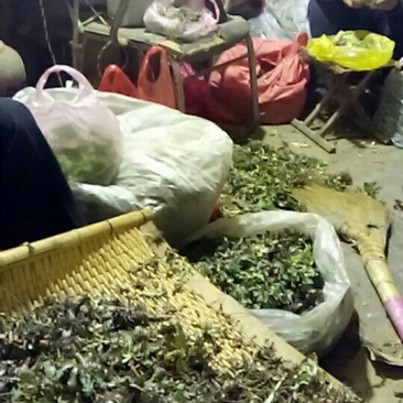 小苦菜5~10厘米