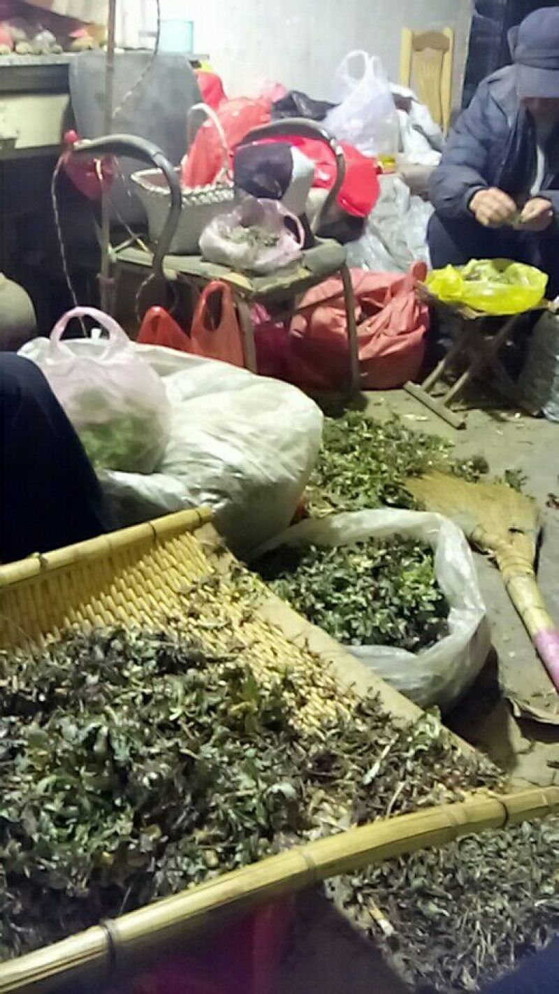 小苦菜5~10厘米