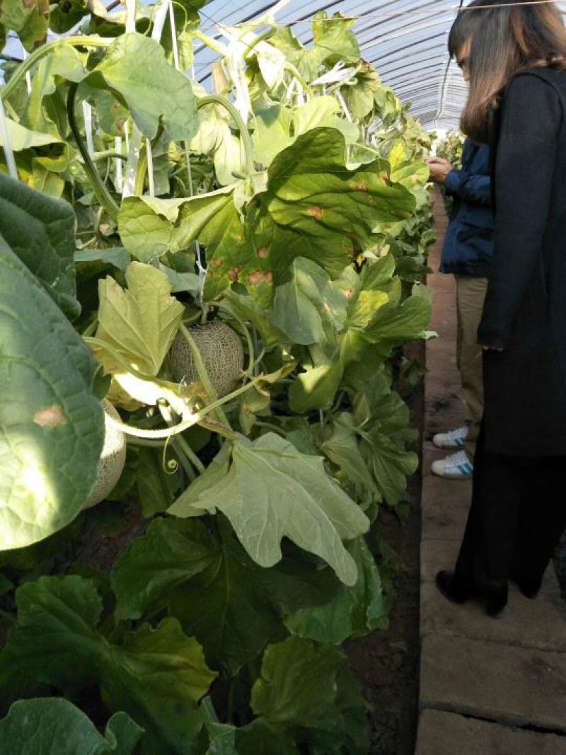 网纹瓜玫珑蜜瓜