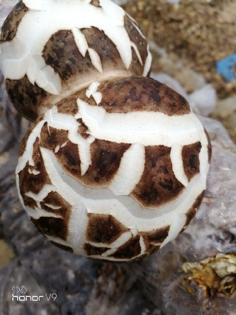 鲜香菇1%秋袋冬菇3cm以上
