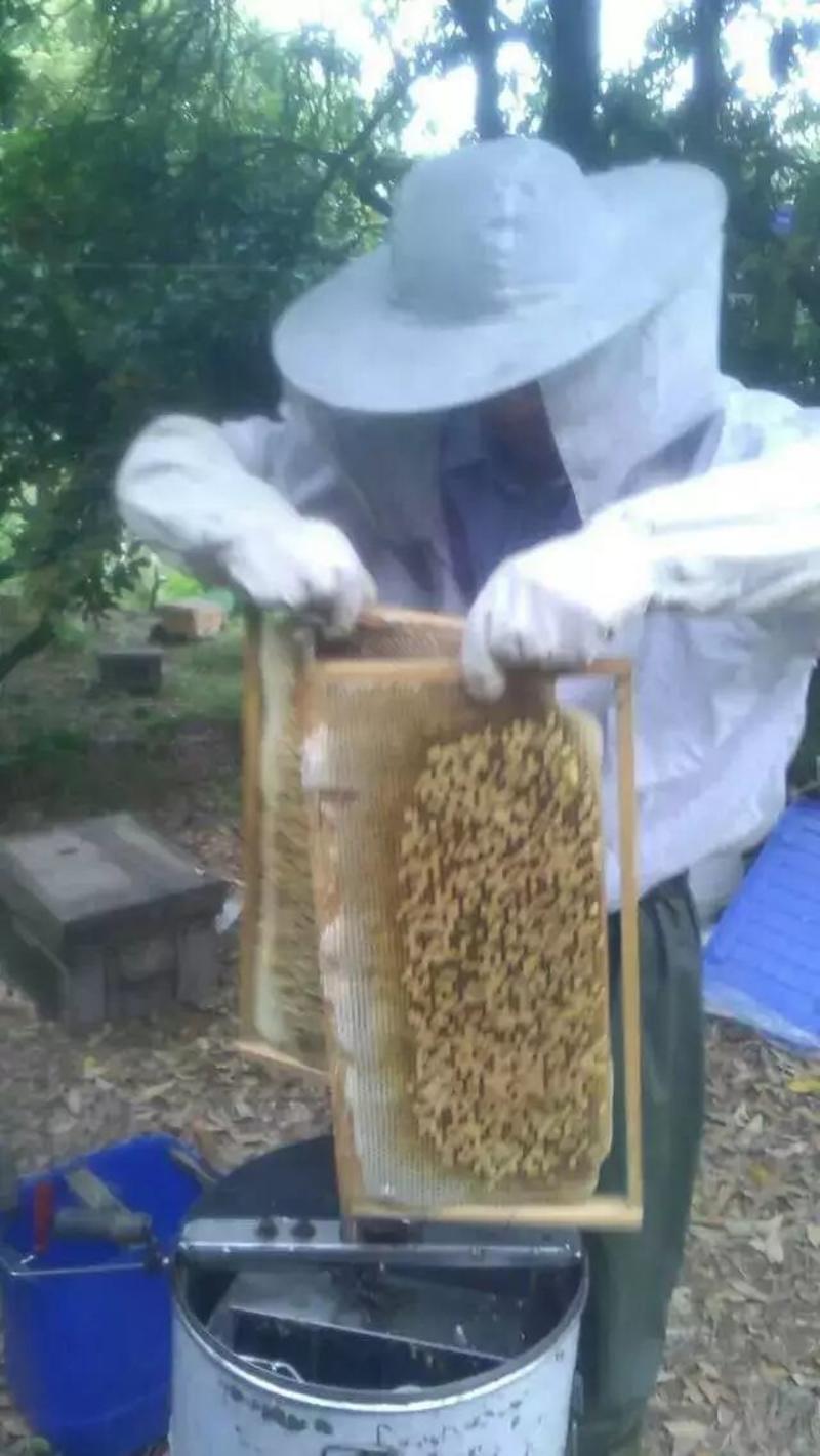 原生态百花蜜来自高山上的养生，真正的纯蜂蜜