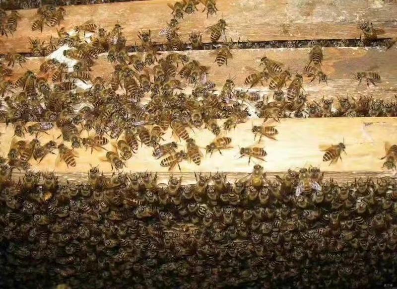 原生态百花蜜来自高山上的养生，真正的纯蜂蜜