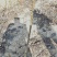 8518核桃苗50~100cm1~2年