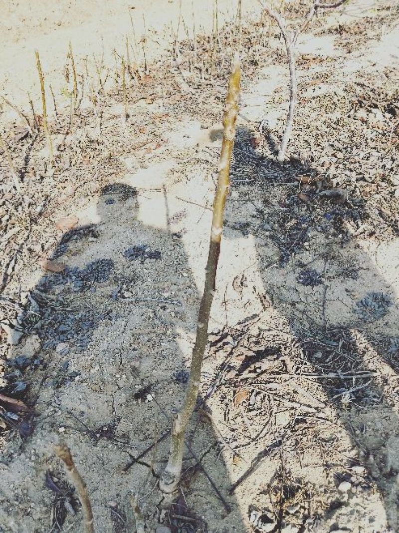 8518核桃苗50~100cm1~2年