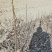 8518核桃苗50~100cm1~2年