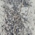 8518核桃苗50~100cm1~2年