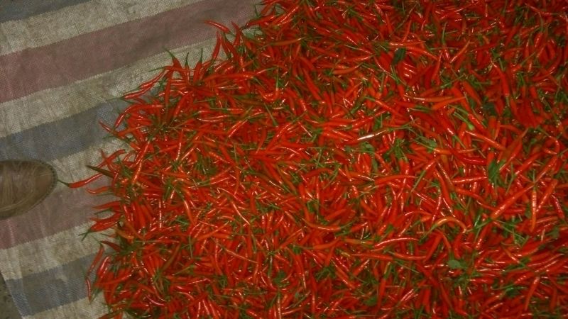 朝天椒5~10厘米红中辣