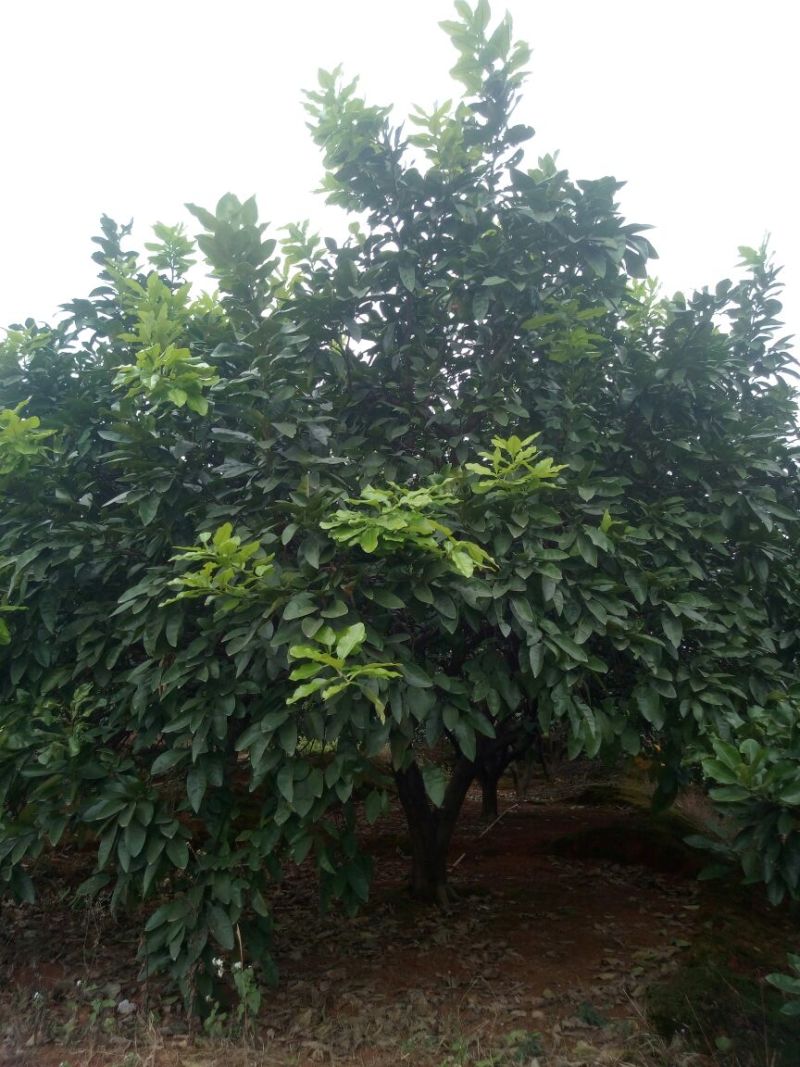 柚子树10~20cm