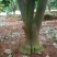 柚子树10~20cm