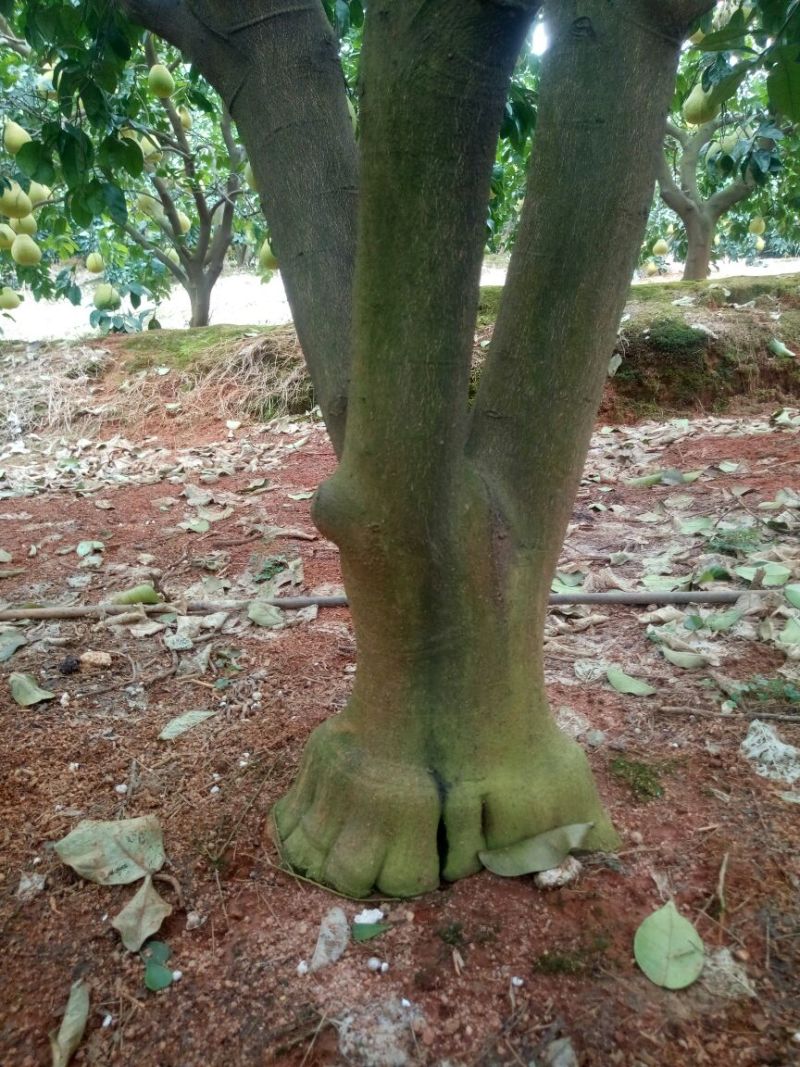 柚子树10~20cm