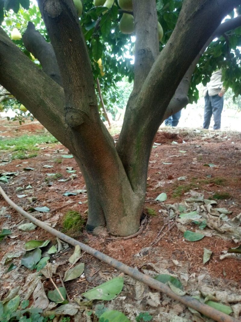 柚子树10~20cm